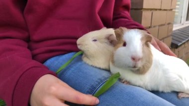 Kobay çocuk kucağında oturuyor..