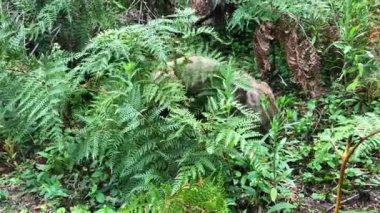 Wombat ot yiyor. Avustralyalı keseli hayvan. Yakın çekim..