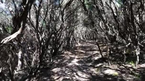 Sentieri a piedi nel parco nazionale del Wilsons Promontory, Australia. — Video Stock