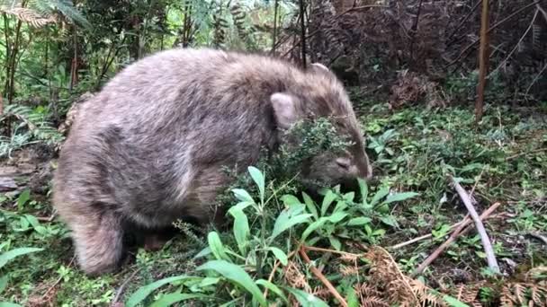 Wombat ot yiyor. Avustralyalı keseli hayvan. Yakın çekim.. — Stok video