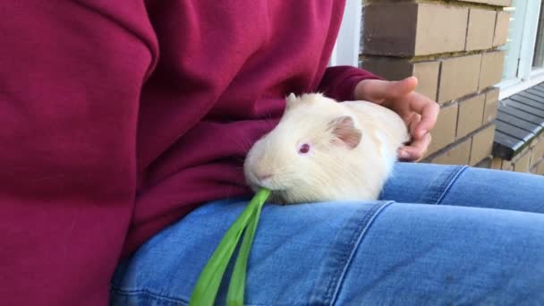 Guinea pig sits on childs laps. — Stock Video