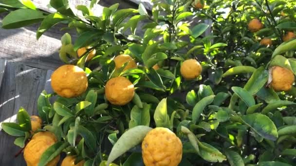 Citronträd med gula citroner på. — Stockvideo