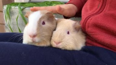 Kobay çocuk kucağında oturuyor..