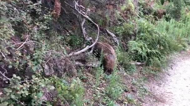 Wombat äter gräs. Australiska pungdjur. Närbild. — Stockvideo