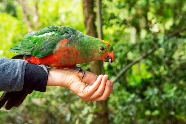 Australian king parrot female sitting and eating seeds on hand. — Zdjęcie stockowe