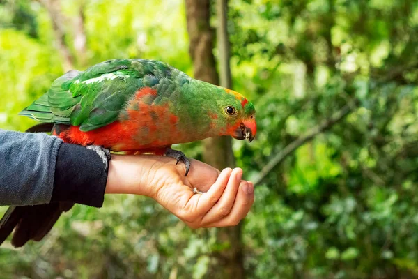 Australian king parrot female sitting and eating seeds on hand. — Stock Fotó