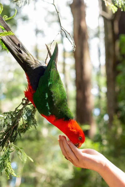 Australiano rei papagaio macho sentado e comendo sementes da mão. — Fotografia de Stock