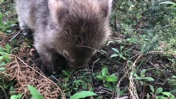 ウォンバットは草を食べる。オーストラリアの獣だ。閉鎖. — ストック動画