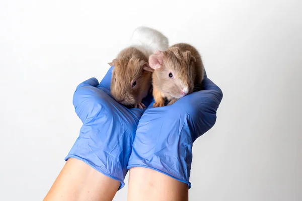 Two Guinea Piglets Sitting Veterinarian Hands Concept Veterinary Care Healthy — Photo