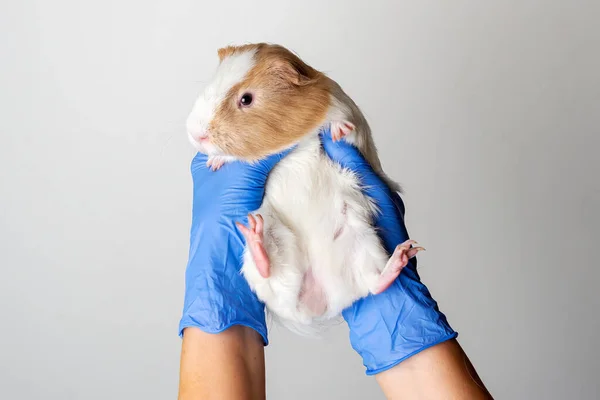 Veterinarian Hands Blue Medical Gloves Holding Guinea Pig Check Concept — Photo