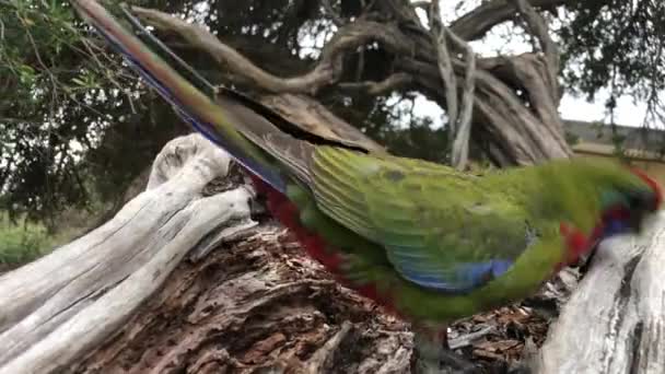 Rosella Papageien fressen Samen am Baum. Nahaufnahme. — Stockvideo