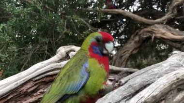 Rosella papağanları ağaçta tohum yiyor. Yakın çekim..