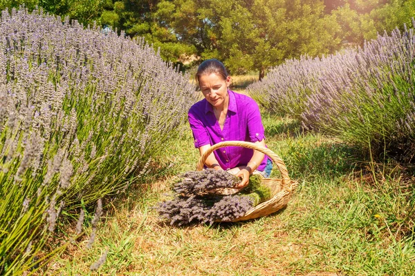 Lavendeloogst Middelbare Vrouw Plukt Lavendelbloemen Een Mand Lavendelteelt — Stockfoto