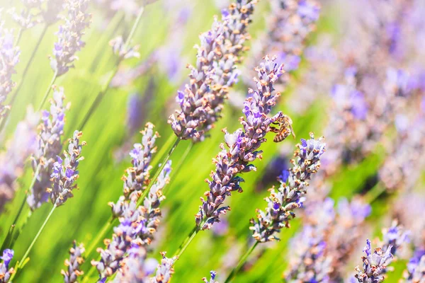 Bijen Zitten Paarse Lavendelbloemen Close Zomer Zonnige Foto Lavendelboerderij Selectieve — Stockfoto