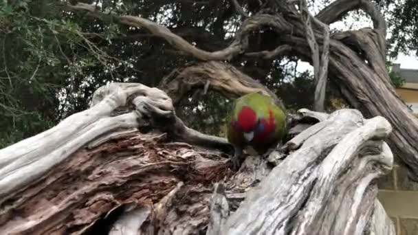 Rosella papegoja hona äter frön på träd. — Stockvideo
