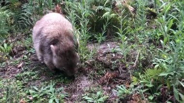 Wombat ot yiyor. Avustralyalı keseli hayvan. Yakın çekim..