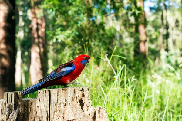 Crimson Rosella Parrot Sitting Tree Stump Nature Portrait Australian Wildlife — Stock Photo, Image
