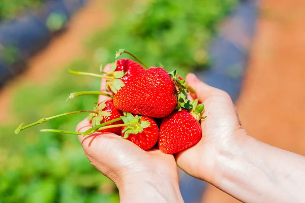 Handful Strawberries Berry Picking Farm Agriculture Concept — Stock Photo, Image