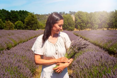Lavanta tarlasının ortasında bir demet lavanta tutan kadın. Lavanta hasadı. Güneş ışığı. 