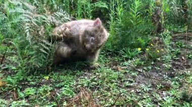 Ormanda otlayan yabani wombat.