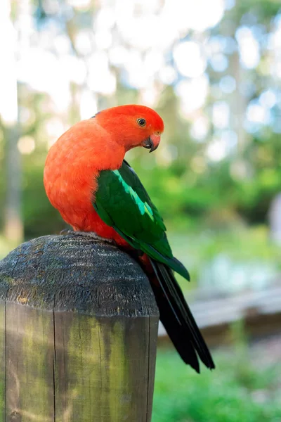 Närbild porträtt av australisk kung papegoja tas utomhus. — Stockfoto