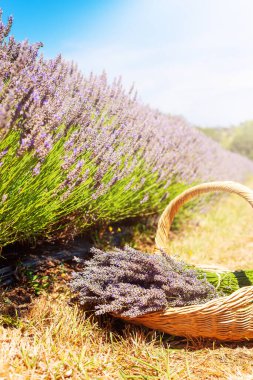 Lavanta demetleri lavanta sıralarının ortasında sepette..