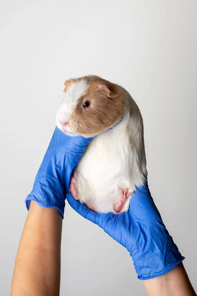 Les vétérinaires mains dans les gants médicaux bleus tenant le cobaye. Concept Animal de compagnie sain, animal sain. — Photo