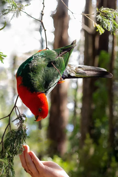 Australian king parrot male sitting and eating seeds from hand. — Stock Photo, Image