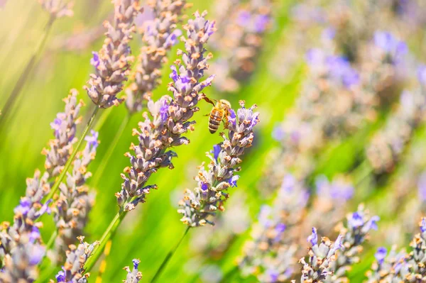 Abeja sentada sobre flores de lavanda púrpura. Enfoque selectivo —  Fotos de Stock