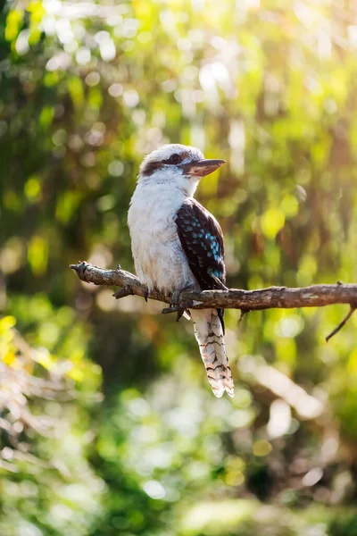 Portret Śmiejącej Się Kookaburry Drzewie Odbiór Zbliżenie Odkryj Australia Zdjęcia Stockowe bez tantiem