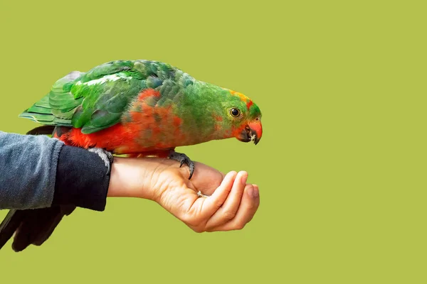 Australian king parrot female sitting and eating seeds on hand. — Stock Photo, Image