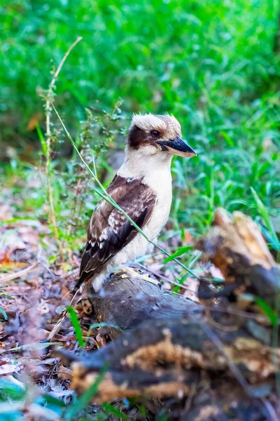 Nevető kookaburra a földön eszik élelmiszer. — Stock Fotó
