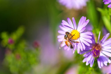 Mor çiçekte bal arısı yaklaşıyor. Seçici odaklanma. Makro fotoğrafçılık.