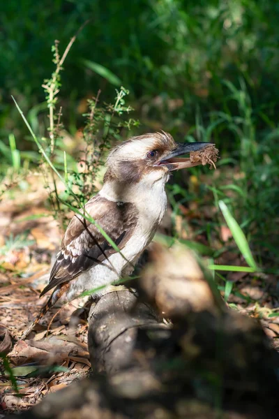 Nevető Kookaburra Földön Eszik Ételt Kiváló Minőségű Fénykép — Stock Fotó