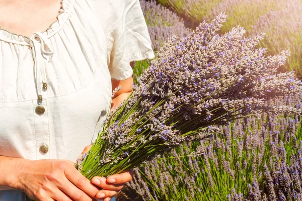 Vrouwenhanden Met Een Bos Lavendelbloemen Lavendeloogst Zonlicht Selectieve Focus — Stockfoto