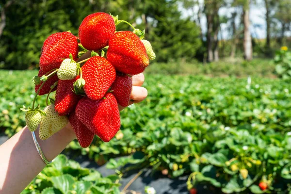 Strawberry Bunch Hand Pick Berries Farm Summer Closeup Selective Focus Fotos De Bancos De Imagens Sem Royalties