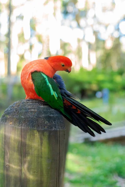 Closeup Portrait Australian King Parrot Taken Outdoors Wildlife Birds Australia — Stock Photo, Image
