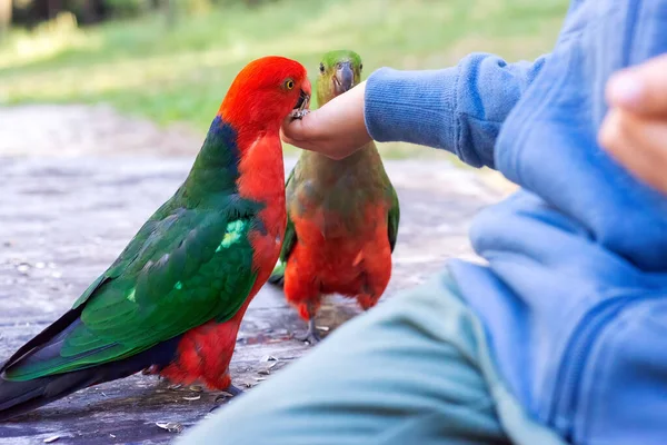 Fütterung Australischer Königspapageien Wildtiere Vögel Australien Nahaufnahme — Stockfoto