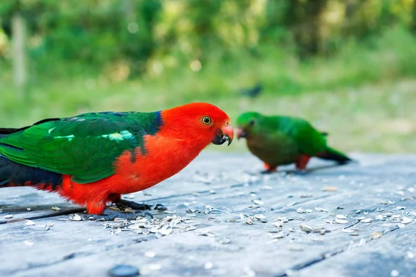 Feeding Australian King Parrots Wildlife Birds Australia Closeup Photo — Stock Photo, Image