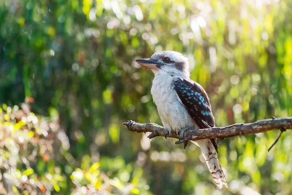Ağaçtaki gülen yalıçapkını portresi. Uzayı kopyala, kapat. Avustralya 'yı keşfet.