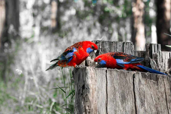 Crimson Rosella Parrot Sitting Tree Stump Nature Portrait Australian Wildlife — Stock Photo, Image