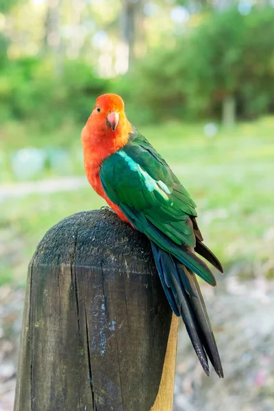 Szoros Portré Ausztrál Király Papagájról Amit Szabadban Készítettek Vadon Élő — Stock Fotó