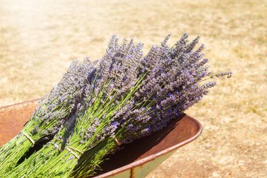 Harvesting lavender. Lavender bunches for sale in old vintage rusty wheelbarrow. Lavender farm. 