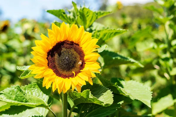 Sunflower head closeup. Copy space. High quality photo.