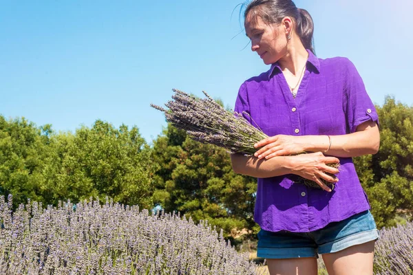 Vrouwenhanden Met Een Bos Lavendelbloemen Lavendeloogst Zonlicht Selectieve Focus — Stockfoto