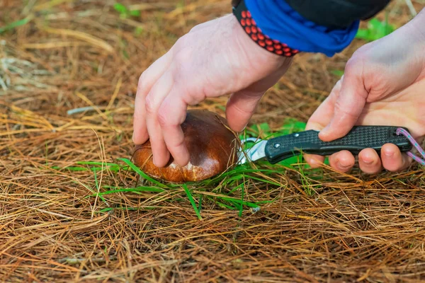 Mushroom Picking Forest Hands Cutting Mushroom Knife — стоковое фото