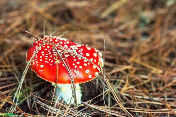Fly Agaric Amanita Toadstool Red Poisoned Mushroom Natural Background Copy —  Fotos de Stock