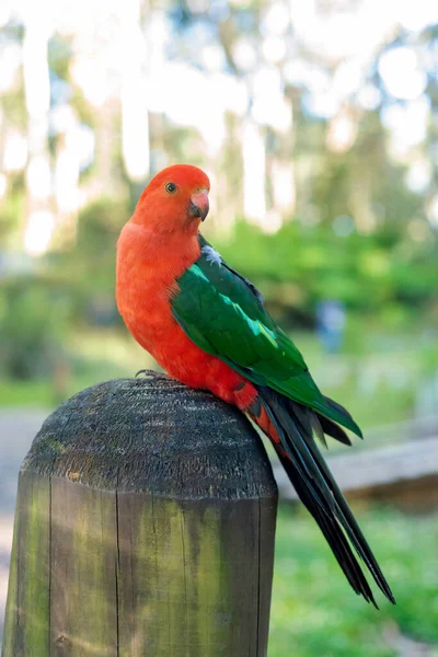 Närbild Porträtt Australisk Kung Papegoja Tas Utomhus Djurliv Fåglar Australien — Stockfoto