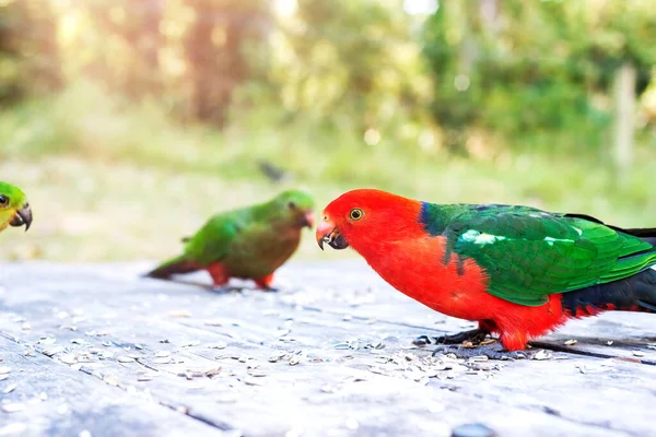 Feeding Australian King Parrots Wildlife Birds Australia Closeup Photo — Stockfoto