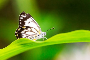Caper white butterfly Belenois java close up, sitting on a leaf. Natural background.